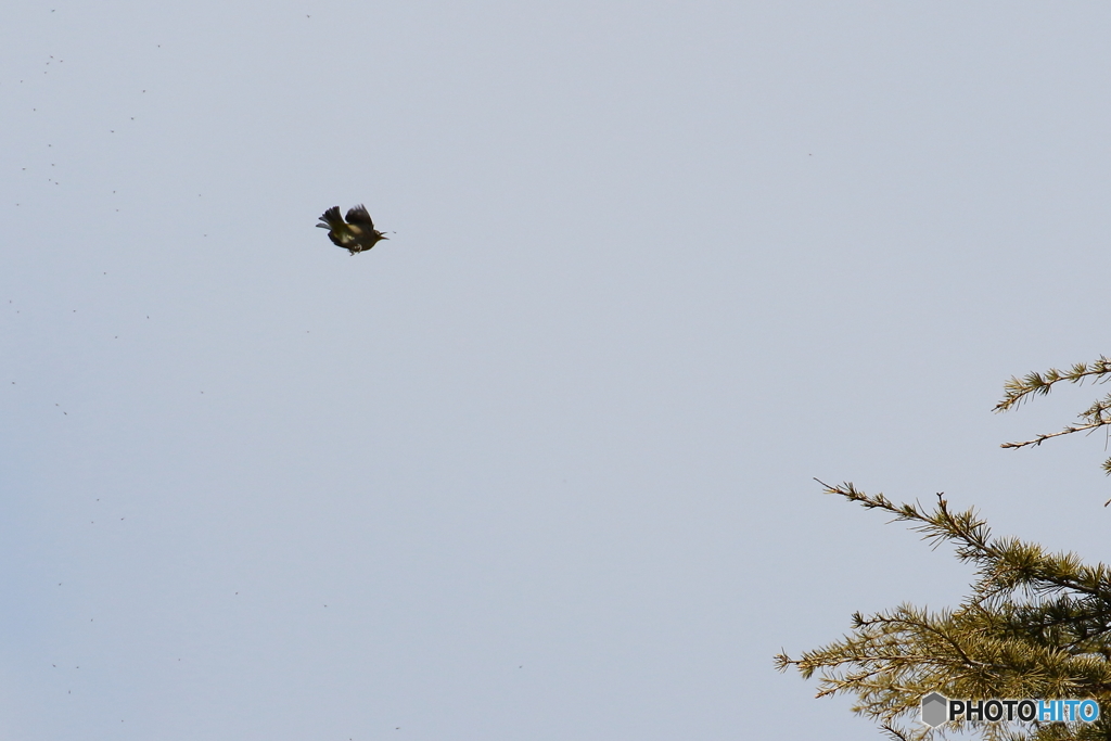 メジロの捕食　　180207