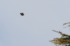 メジロの捕食　　180207