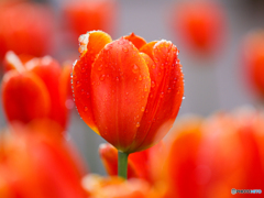 アイスチューリップ　①　210124　