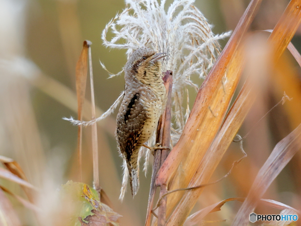 アリスイ　　201129 