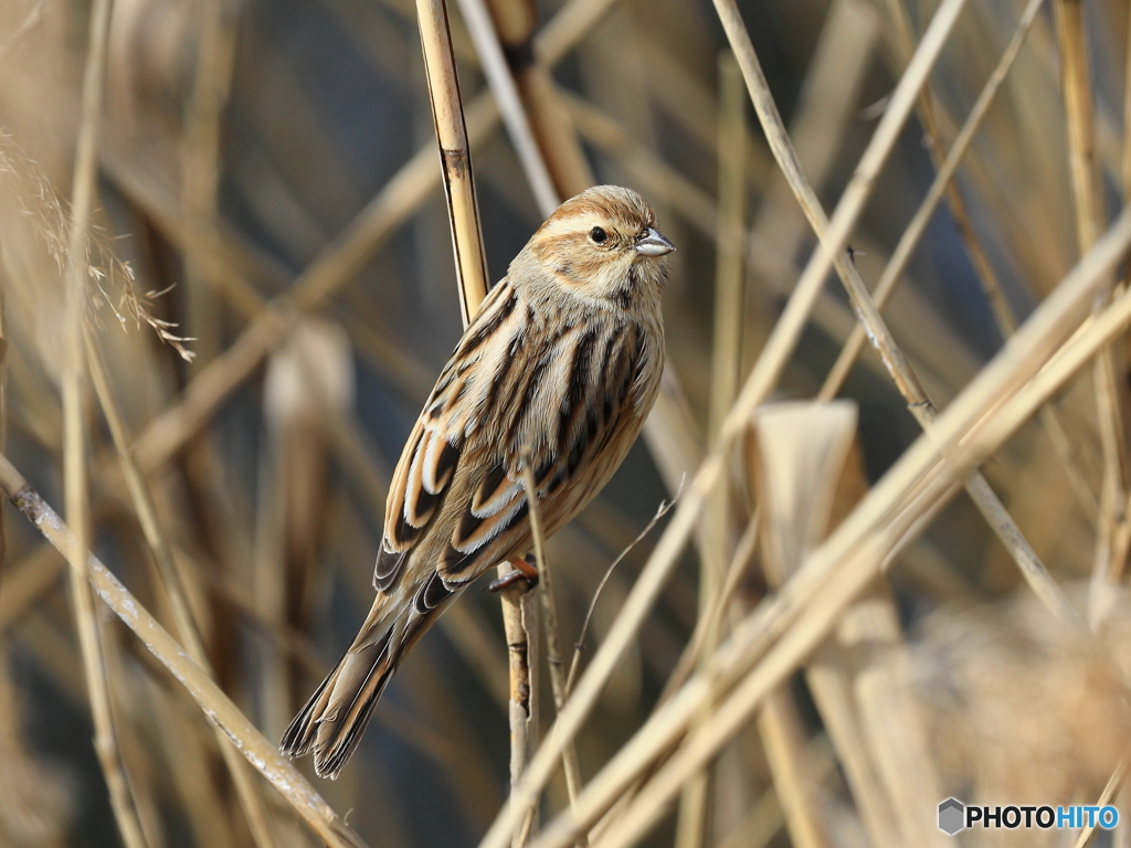 オオジュリン　④　200219 