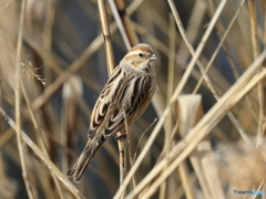 オオジュリン　④　200219 