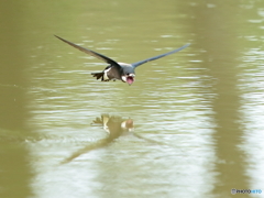 ハリオアマツバメ　②　200606 