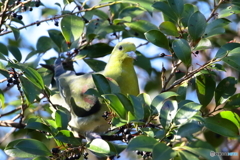 アオバト　今季初撮り　①　180112 