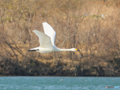 コハクチョウ　④　210211