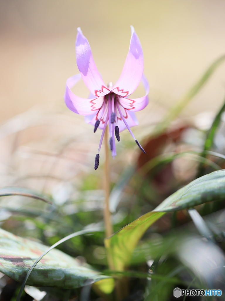 カタクリの花　⑥　200321