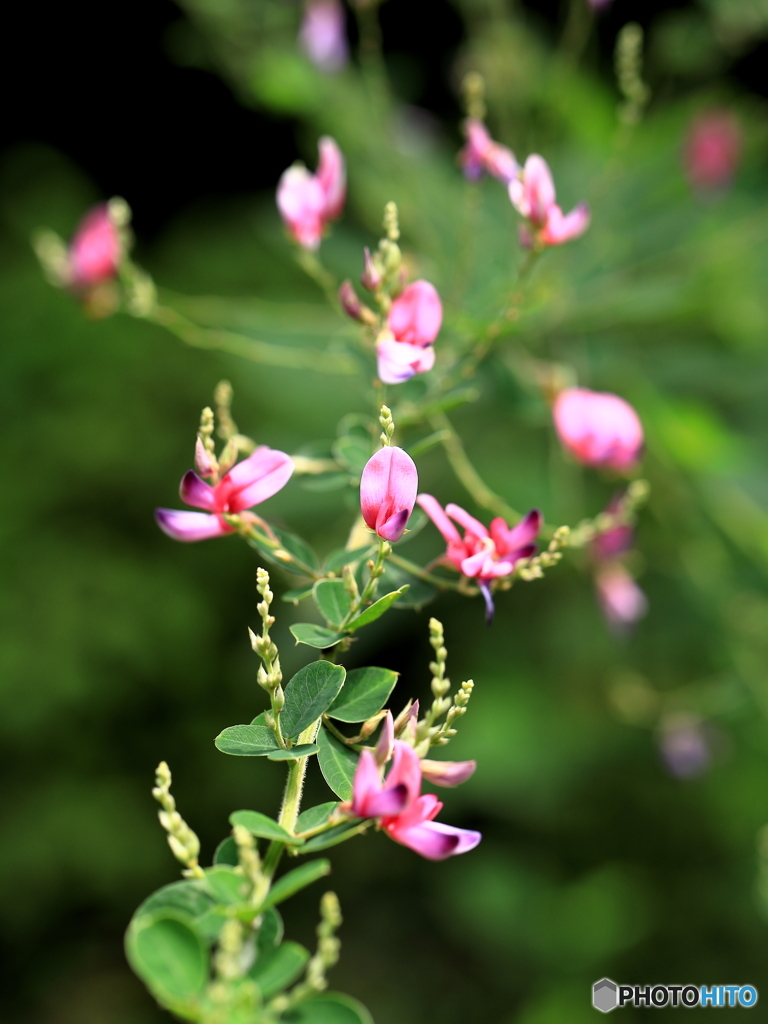 ハギの花　②　200723 