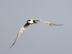 クロハラアジサシ　①　200909 