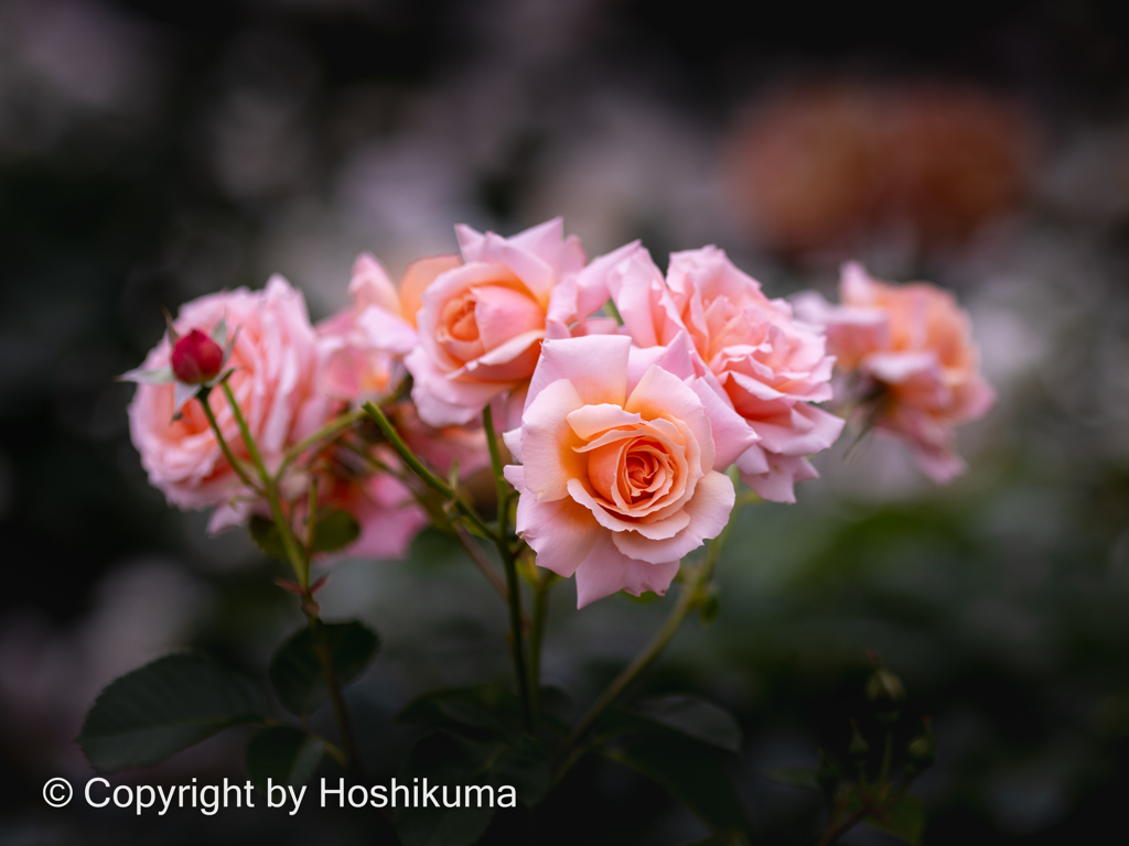 バラの花　③　220517