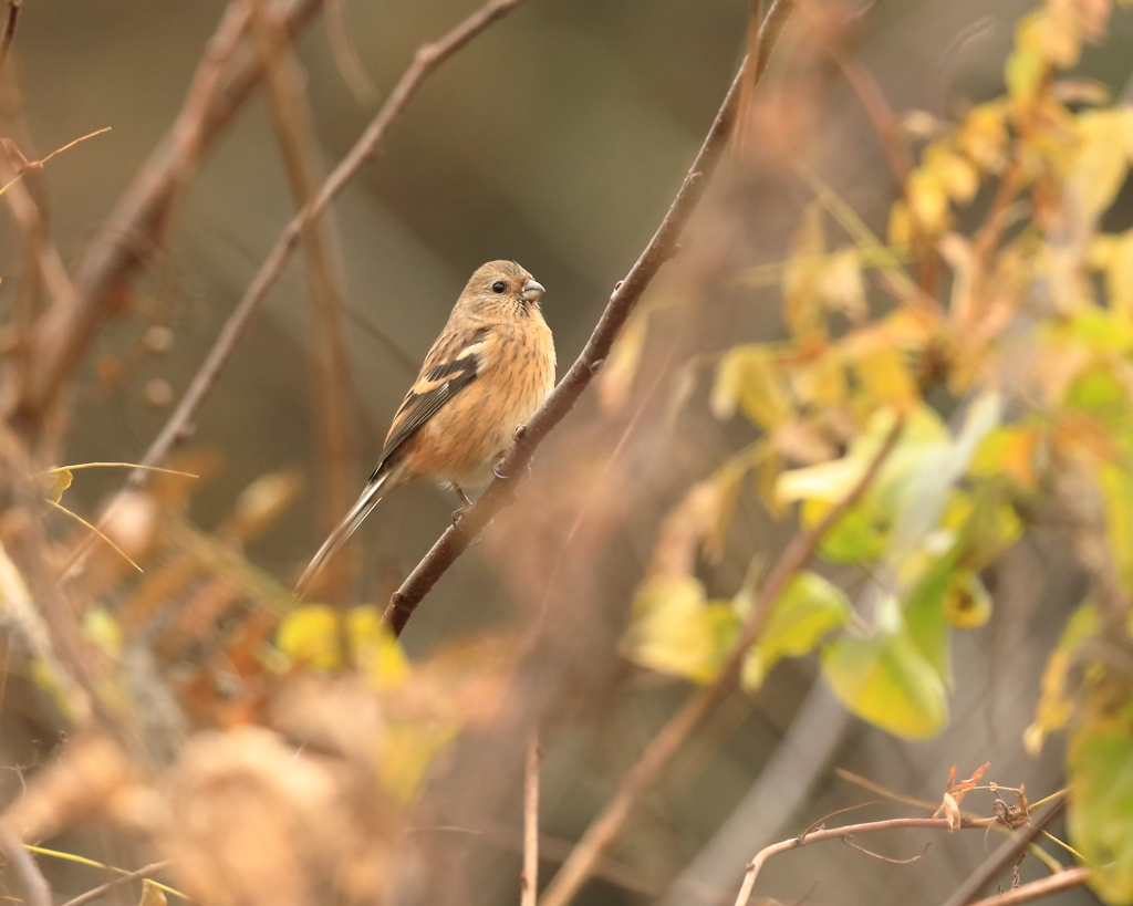 ベニマシコ　③　191128