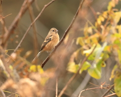 ベニマシコ　③　191128