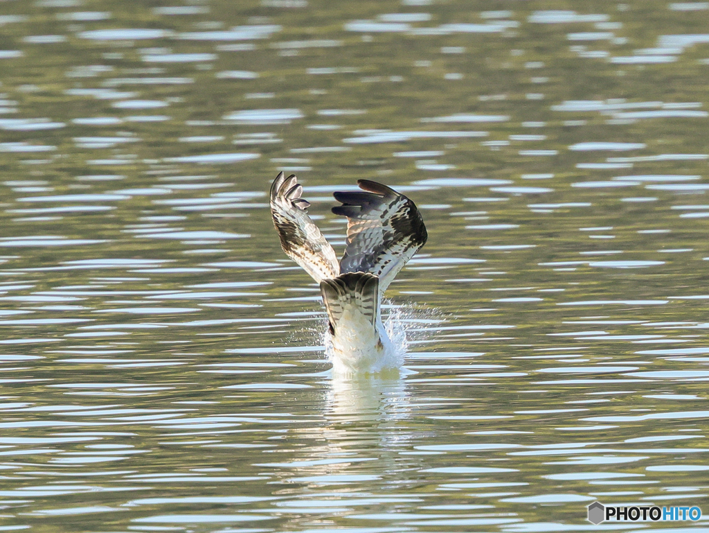 ミサゴ　⑤　210121