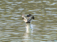 ミサゴ　⑤　210121