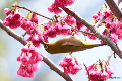 160319 メジロと八重寒緋桜