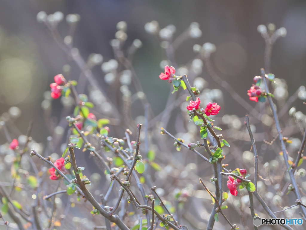 ボケの花　　210206