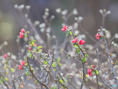 ボケの花　　210206