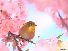 サクジロー　④   200227