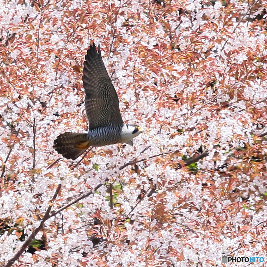 ハヤブサ編　サクラ