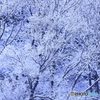 170114 雪景色　弐態