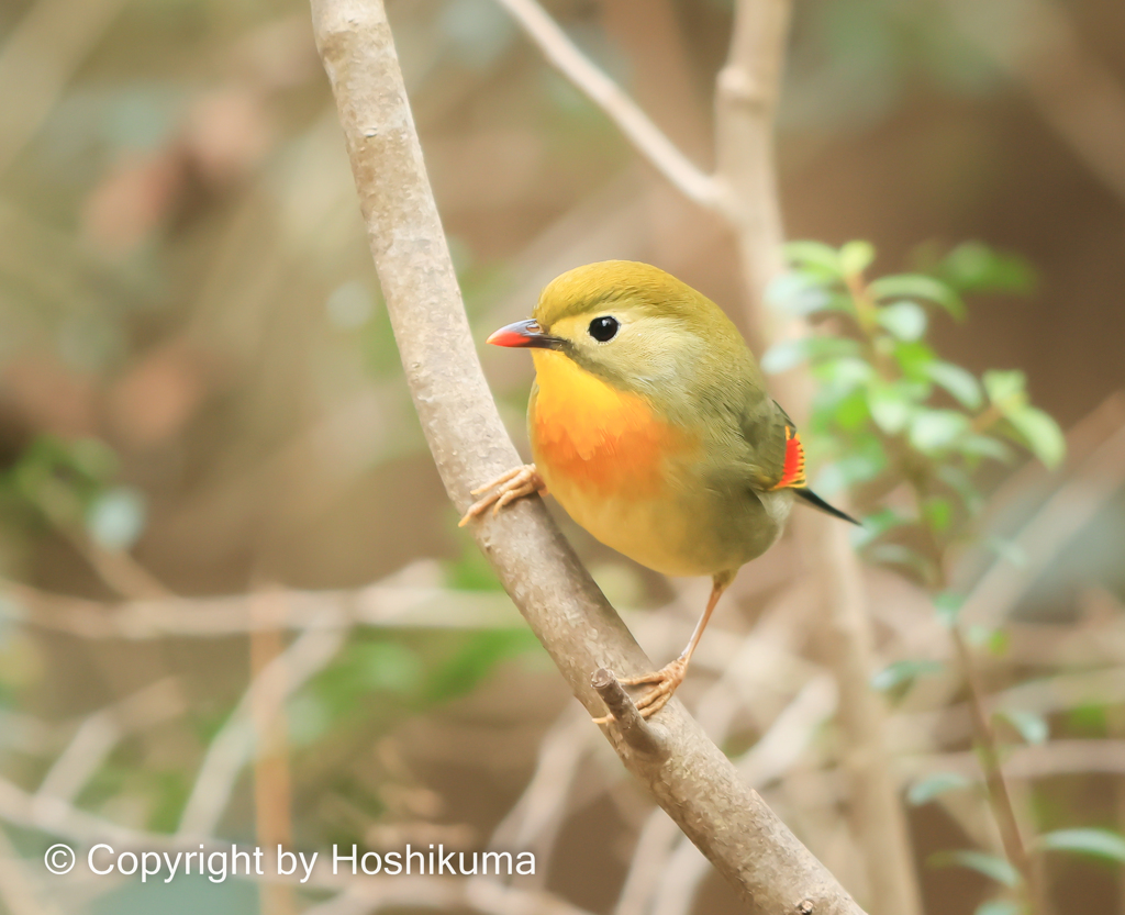 ソウシチョウ　①　20230109 