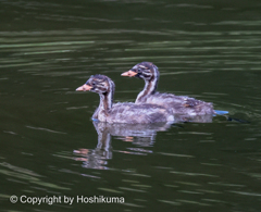カイツブリ　②　20220902