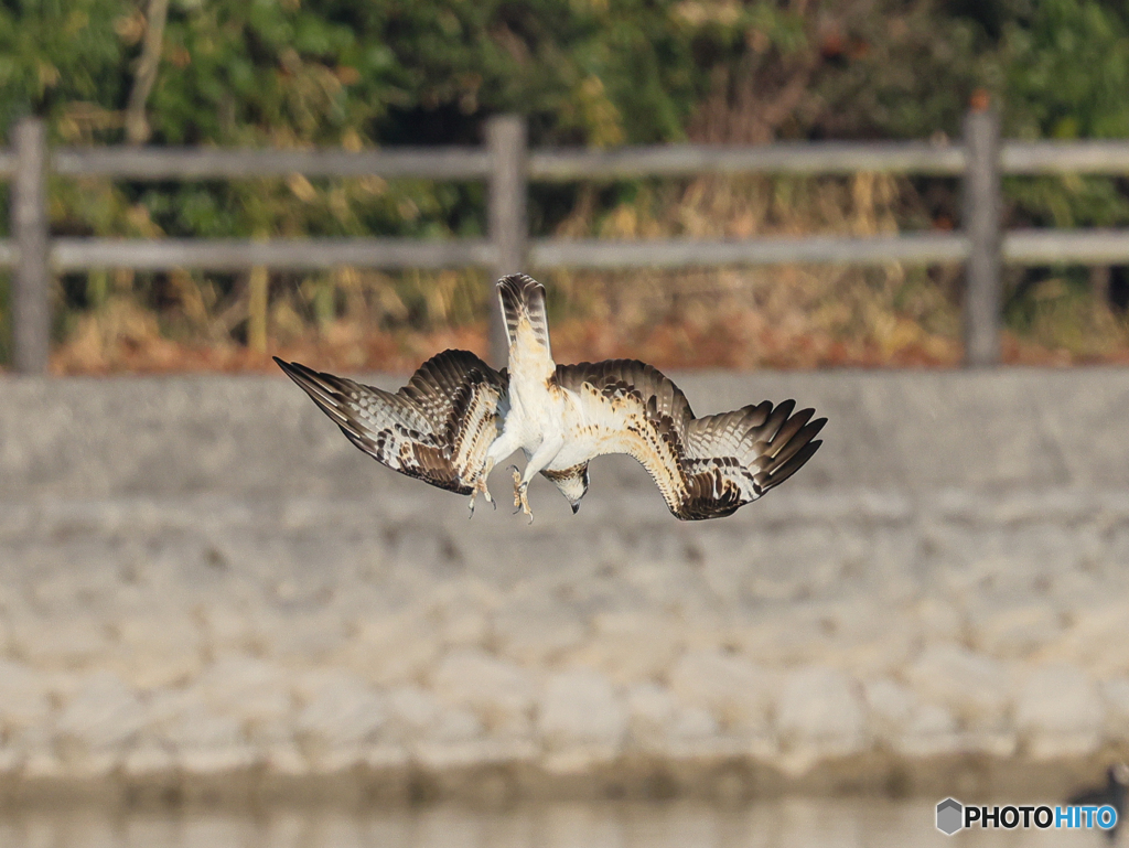 ミサゴ　④　210126 
