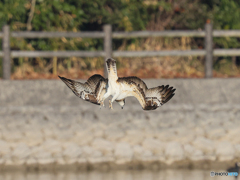 ミサゴ　④　210126 