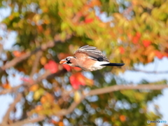 カケスの秋　①　201029