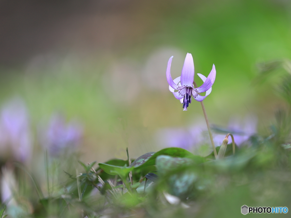 カタクリの花　②　200318 