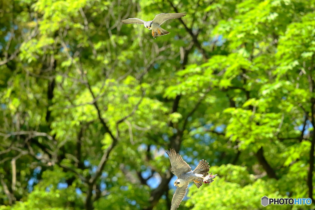 170519 ハヤブサ　餌渡し　４