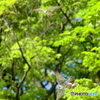 170519 ハヤブサ　餌渡し　４