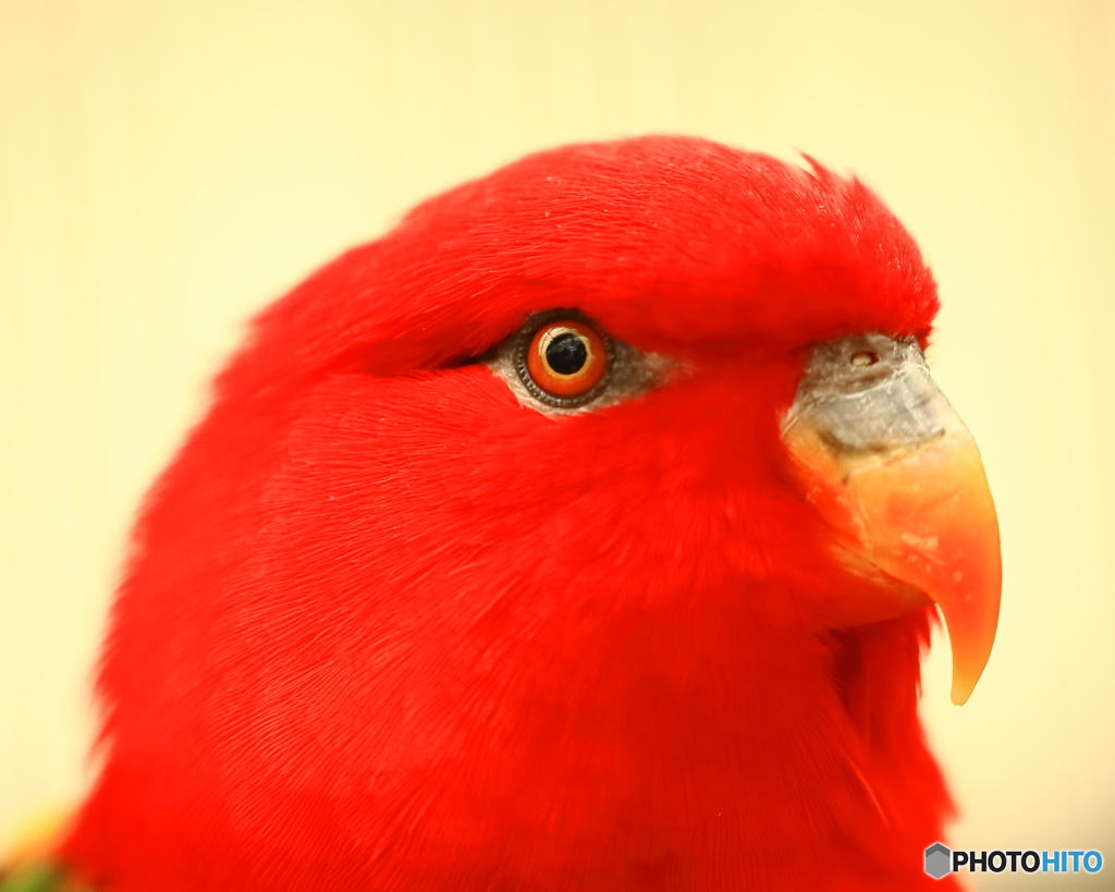 富士花鳥園　③　190408