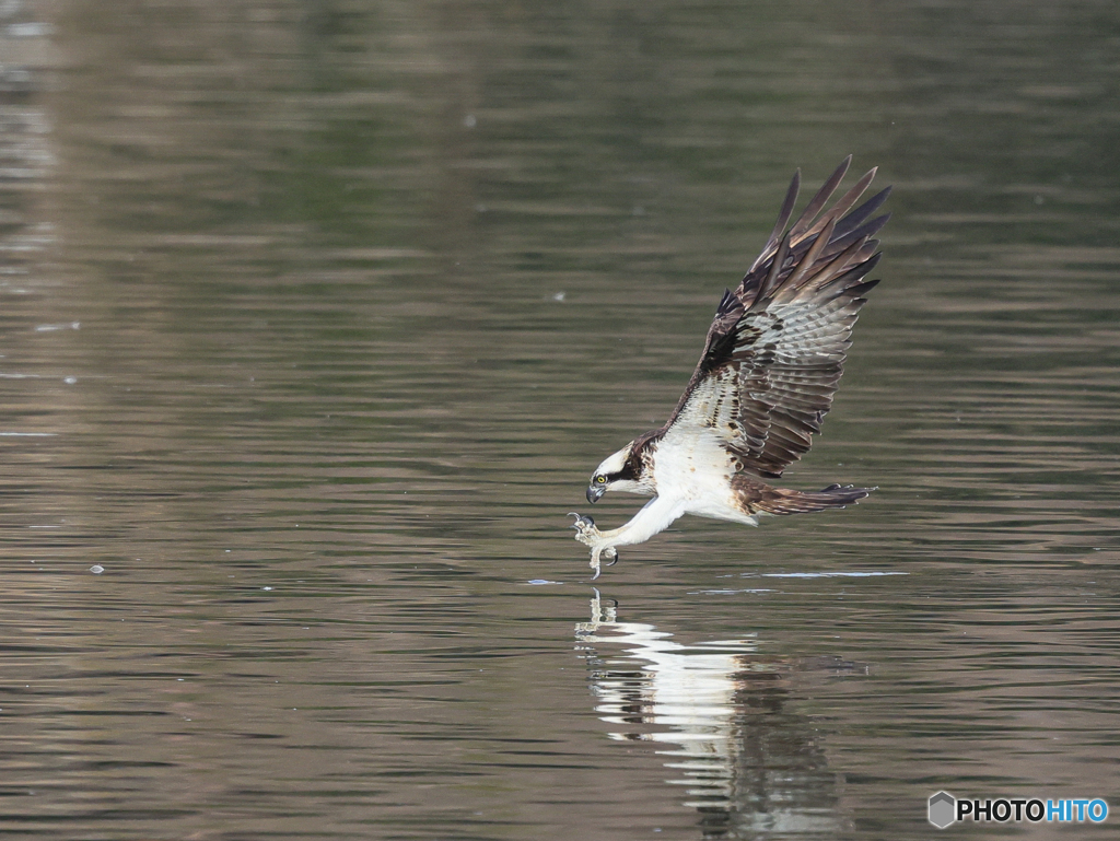 ミサゴ　②　210126 