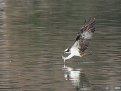 ミサゴ　②　210126 