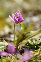 カタクリの花　180317 