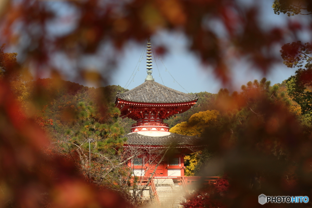 1161118 嵯峨野の秋（大覚寺ほか）