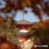 1161118 嵯峨野の秋（大覚寺ほか）