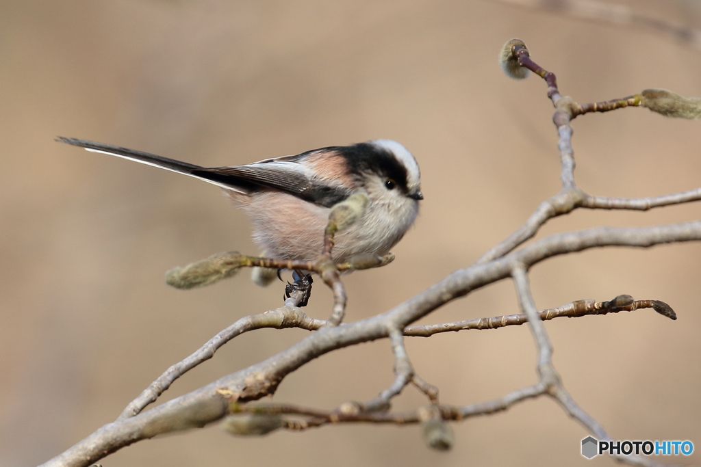 エナガ　①　180207