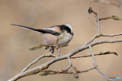 エナガ　①　180207