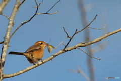 モズとカマキリ　　171212