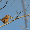 モズとカマキリ　　171212