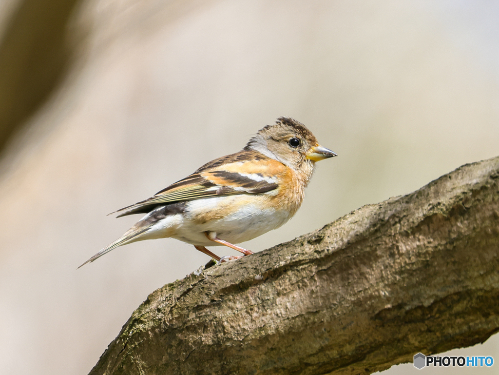 アトリ　①　210331 