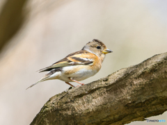 アトリ　①　210331 