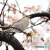 ニュウナイスズメ　④　200331 