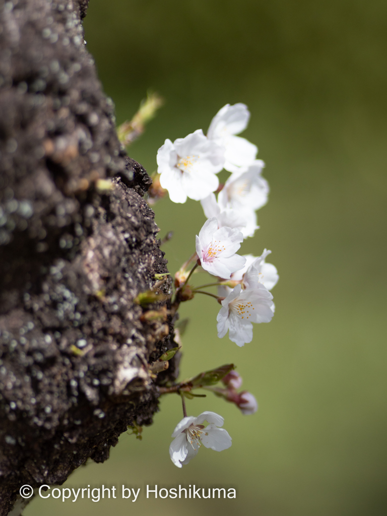 SAKURA　⑤　220401