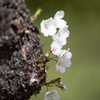 SAKURA　⑤　220401
