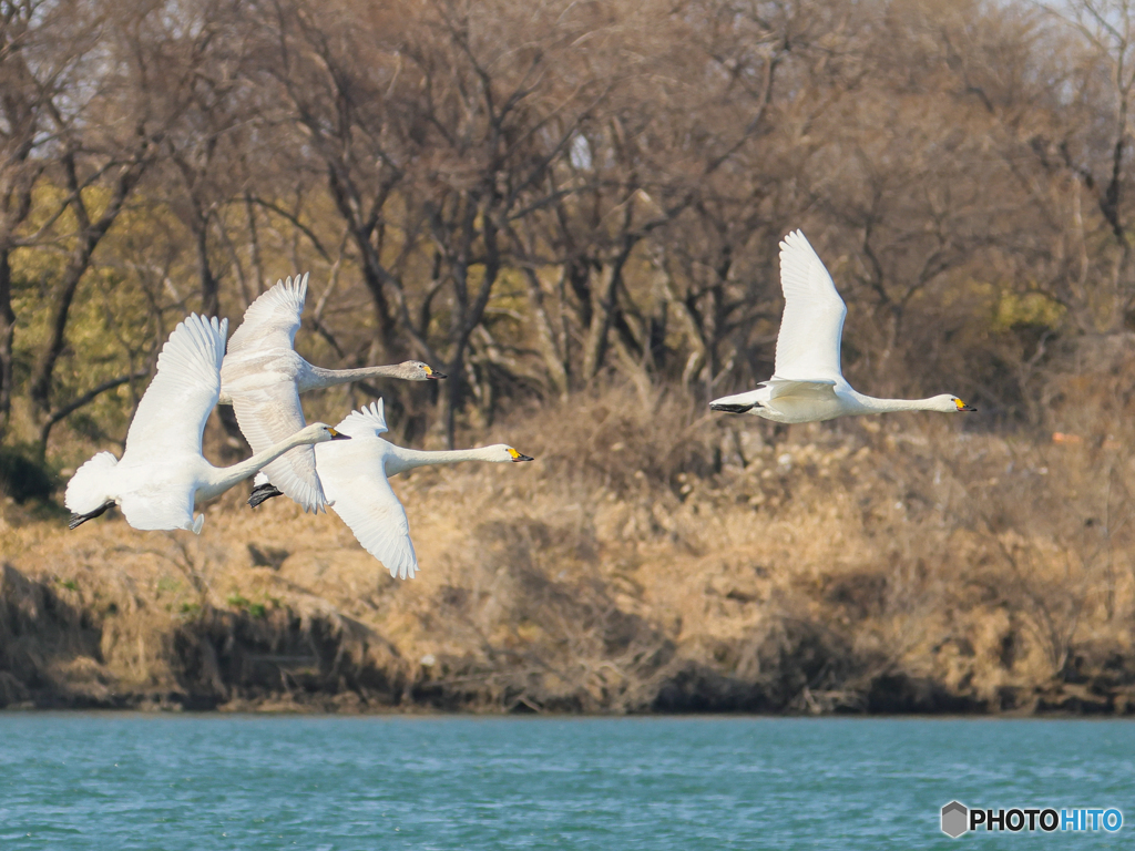 コハクチョウ　③　210211 