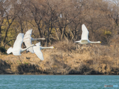 コハクチョウ　③　210211 