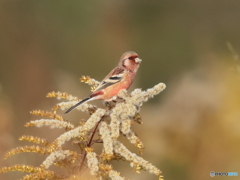 ベニマシコ　②　201122 