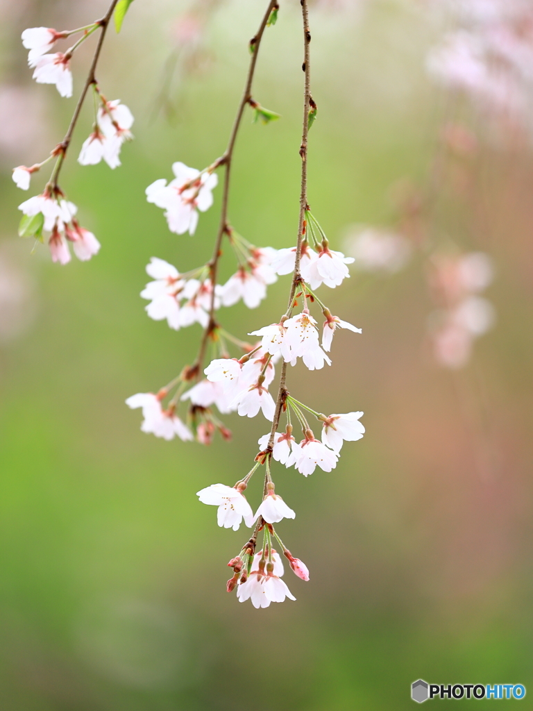 枝垂れ桜　③　200329 